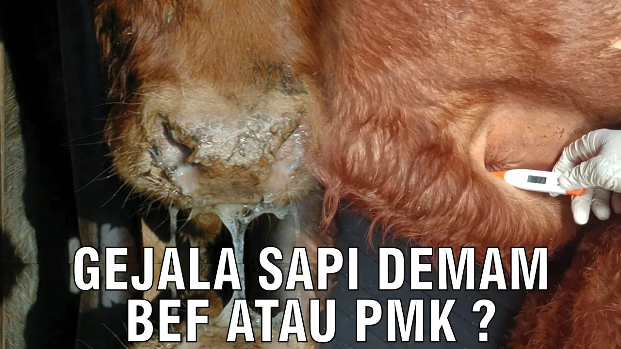 
                                 Gejala-Sapi-Demam-BEF-Atau-PMK